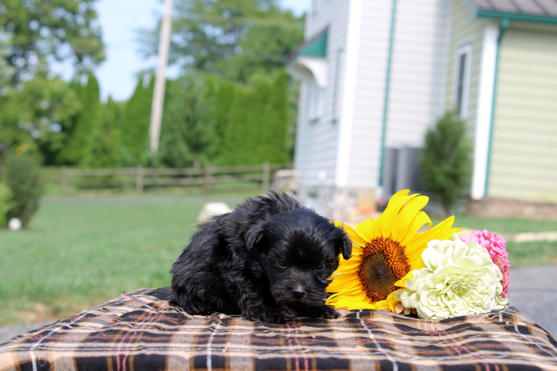 puppy, for, sale, Maltipoo, Matthew B. Stoltzfus, dog, breeder, Gap, PA, dog-breeder, puppy-for-sale, forsale, nearby, find, puppyfind, locator, puppylocator, aca